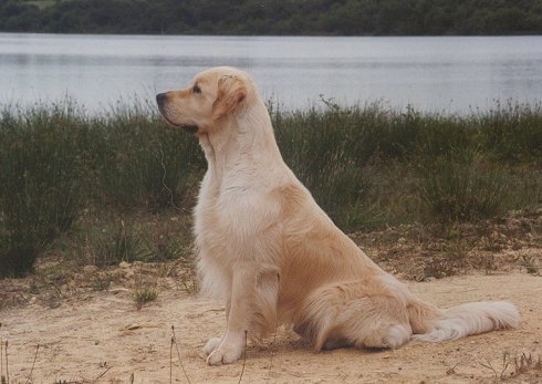 Newton-Newlight of Glen Sheallag