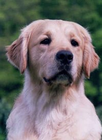 Multi CH O'Neill of Glen Sheallag